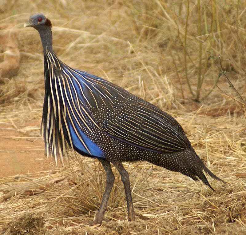 鹫珠鸡 鹫珠鸡的图片