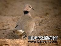 酒红斑鸠 酒红斑鸠的图片