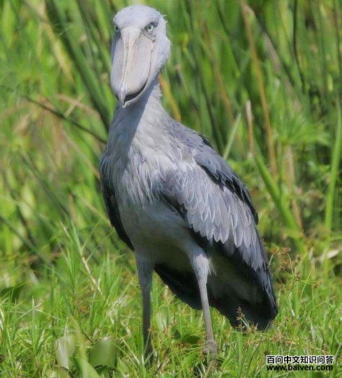 ��ͷ�ٵ�ͼƬ