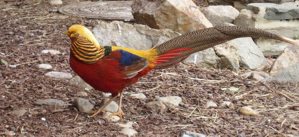 ��������ͼƬ