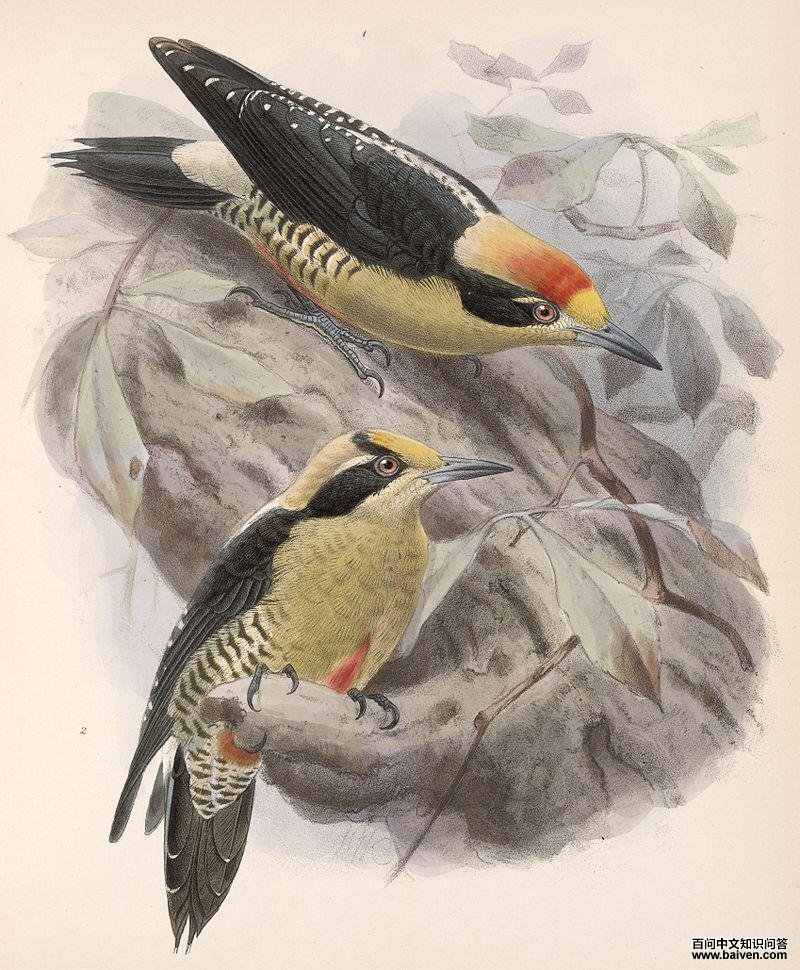 ������ľ���ͼƬ