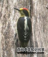 ������ľ��