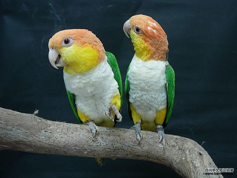 白腹鹦哥 白腹鹦哥的图片