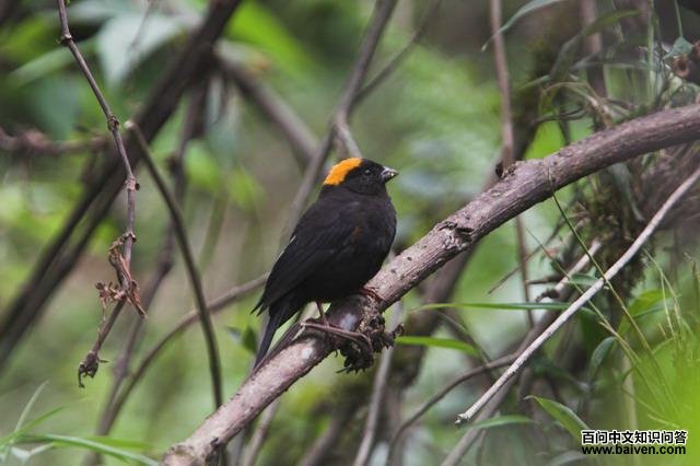 ������ȸ��ͼƬ