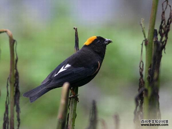 ������ȸ