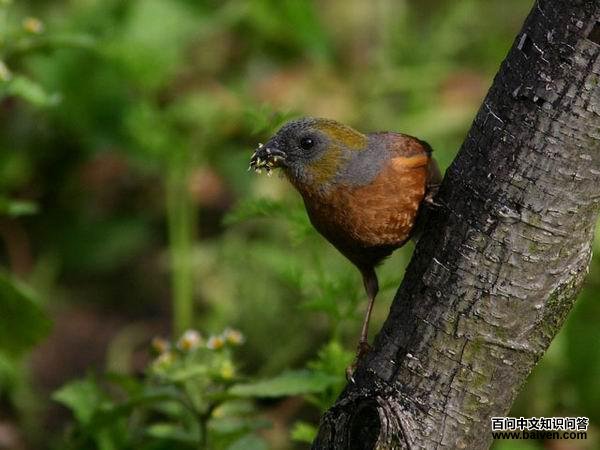 ������ȸ