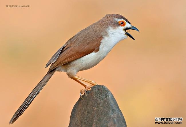 金眼鹛雀 金眼鹛雀的图片