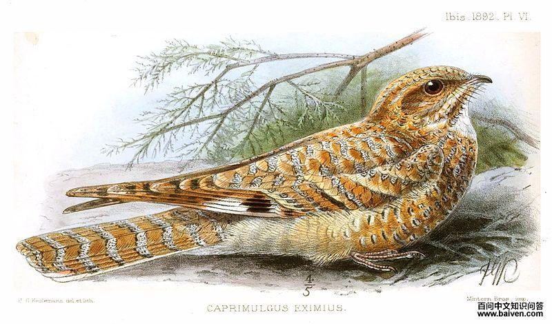 金夜鹰 金夜鹰的图片