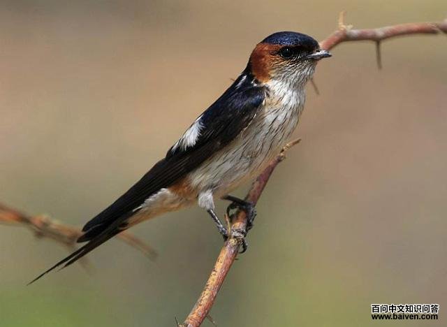 金腰燕 金腰燕的图片