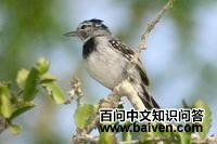 白腹蚁鹩 白腹蚁鹩的图片