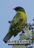 ����ʳ��ɡ��