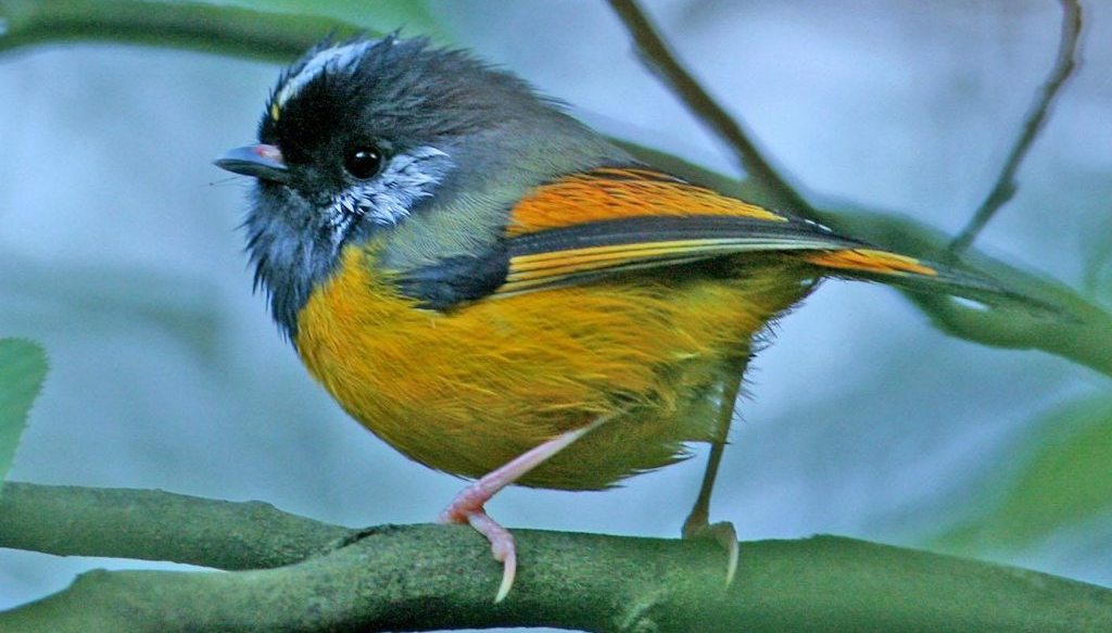 金胸雀鹛 金胸雀鹛的图片