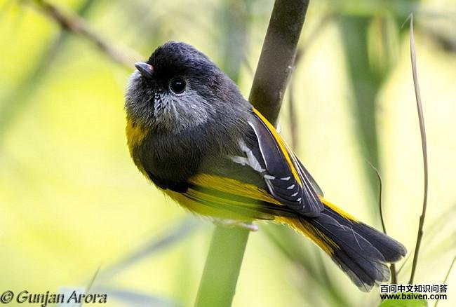 ����ȸ��