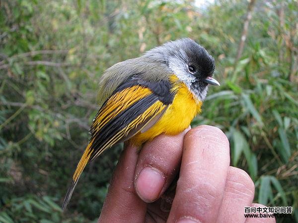 ����ȸ��