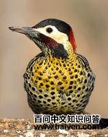 �����˳���