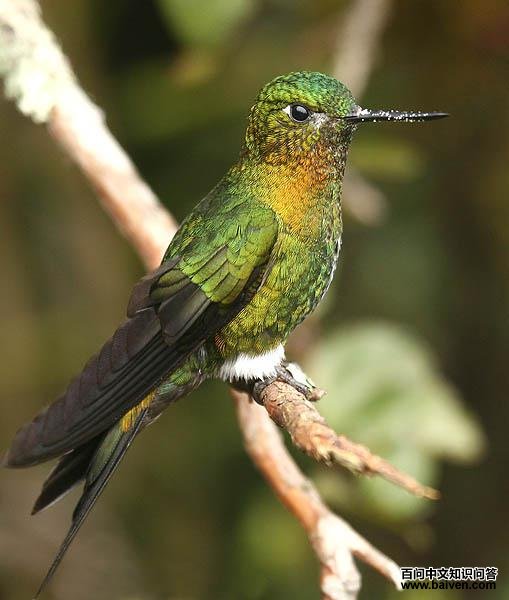 金胸毛腿蜂鸟 金胸毛腿蜂鸟的图片