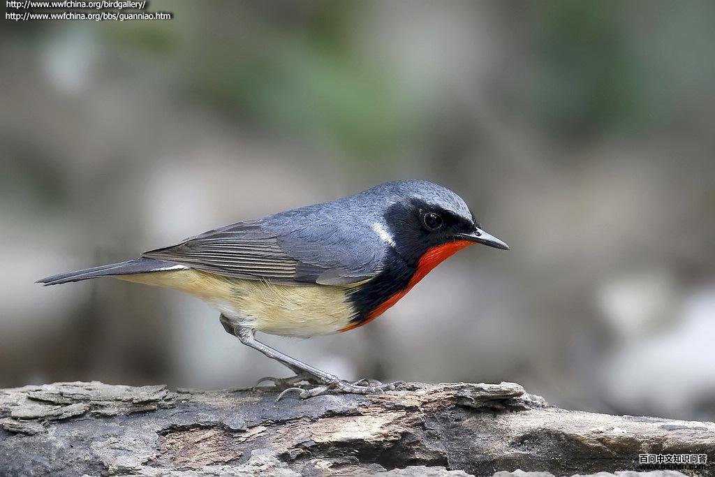 ���ظ���ͼƬ