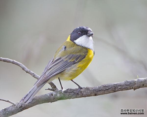 金啸鹟 金啸鹟的图片