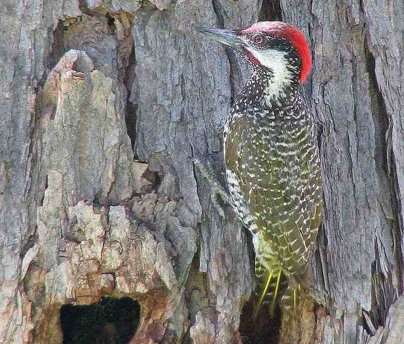 金尾啄木鸟 金尾啄木鸟的图片