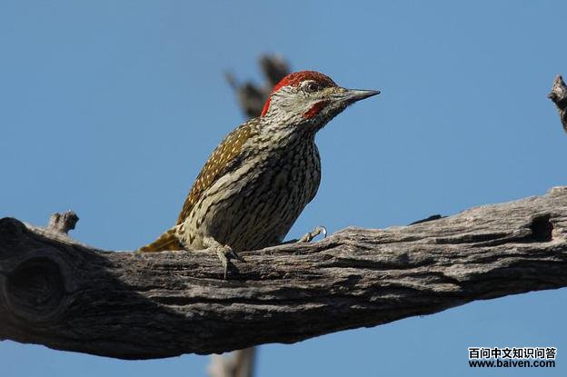 ��β��ľ��