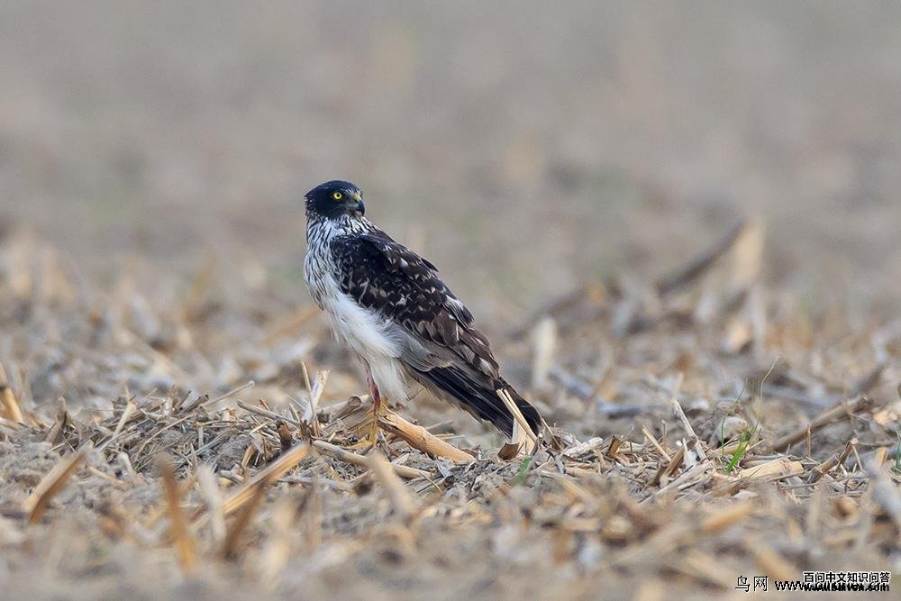 �׸��ε�ͼƬ