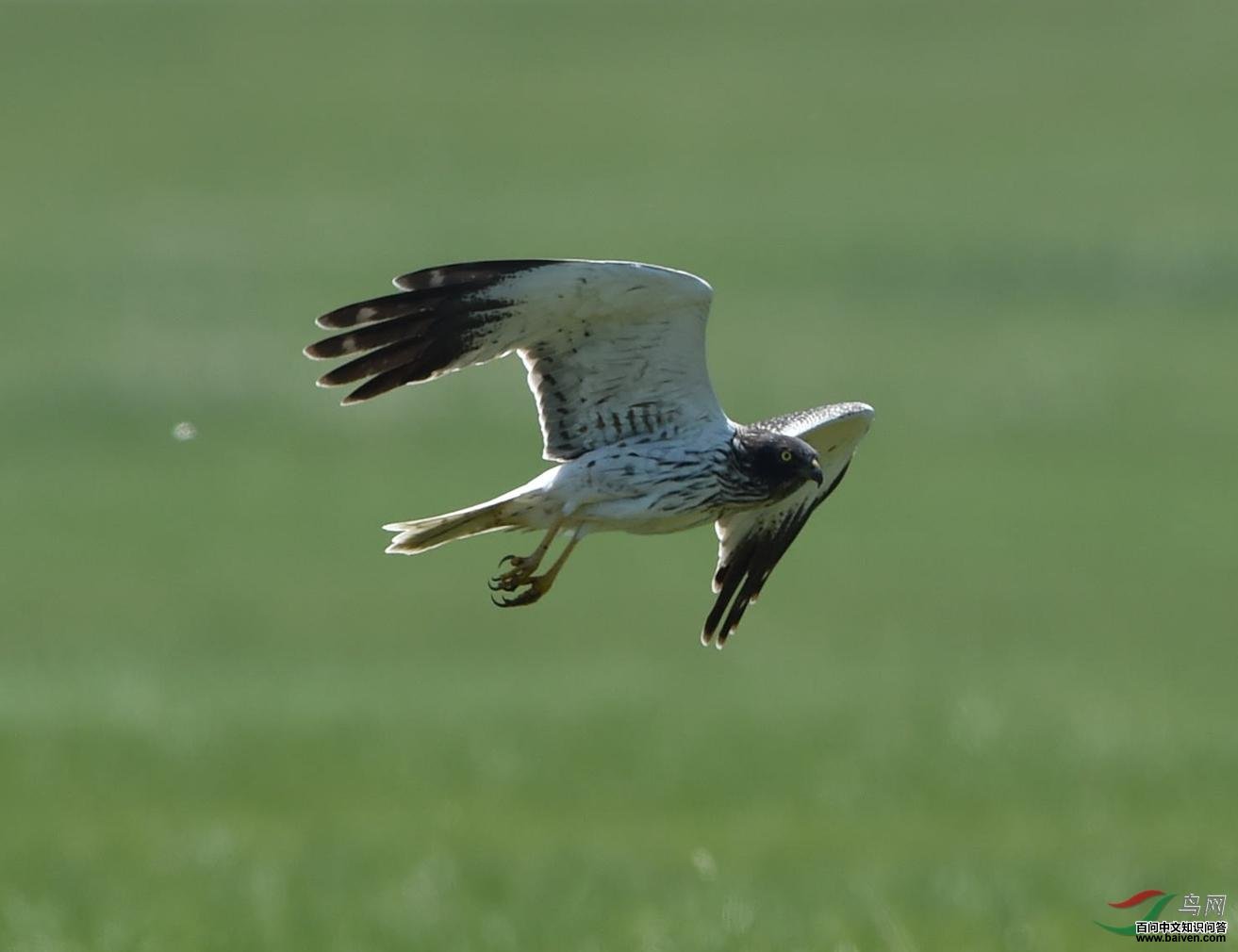 �׸��Σ�����