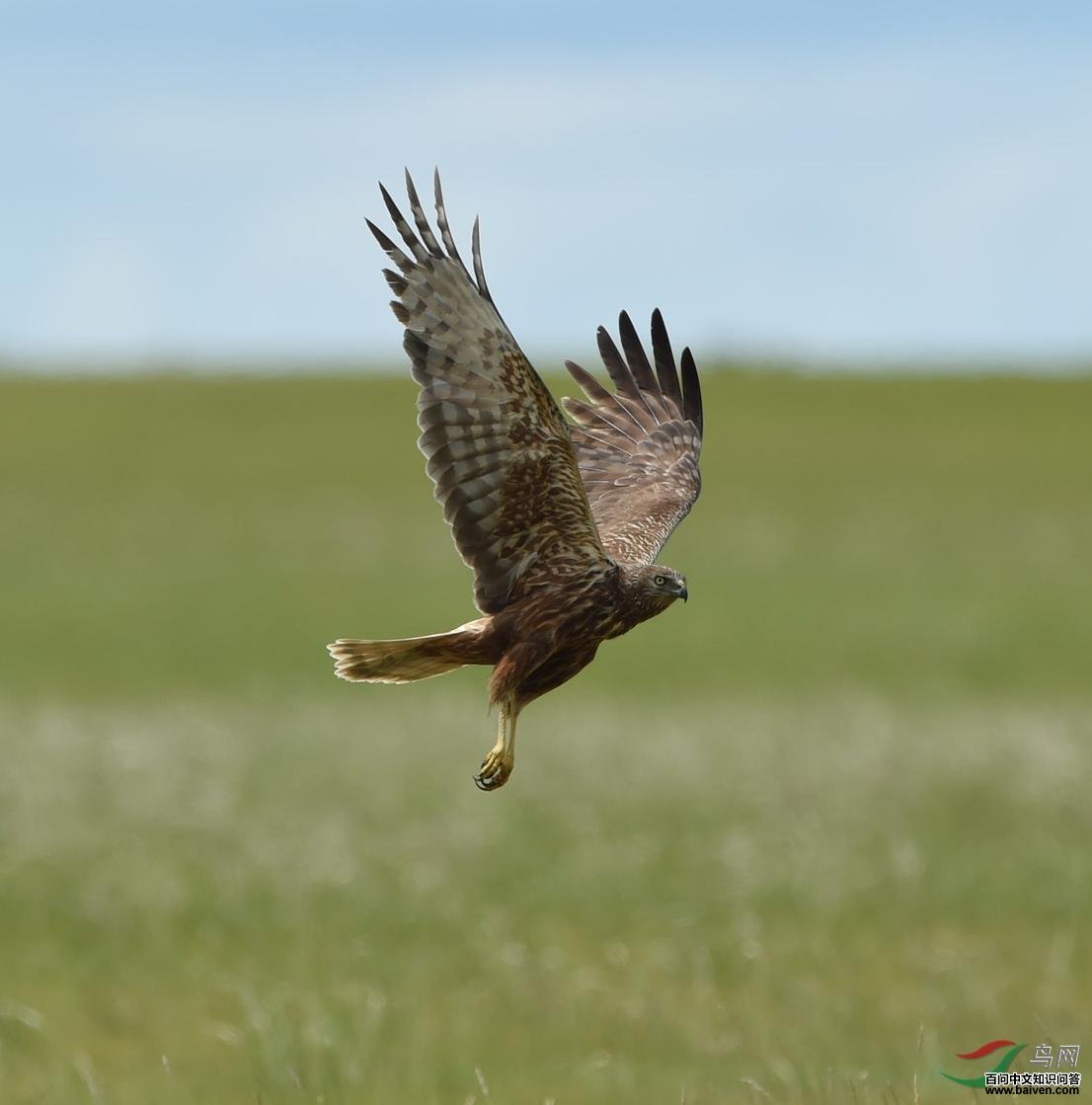 �׸��Σ�����