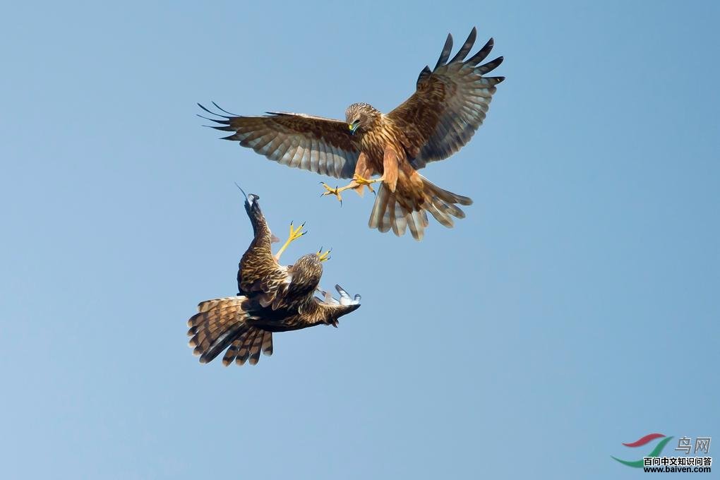 �׸��Σ���ֻ�ձ��������