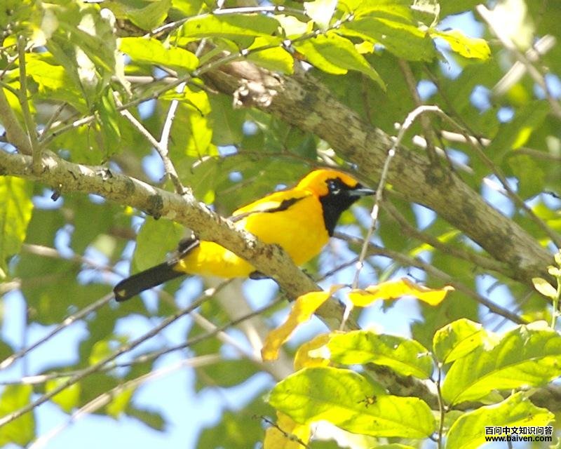 金王鹟 金王鹟的图片