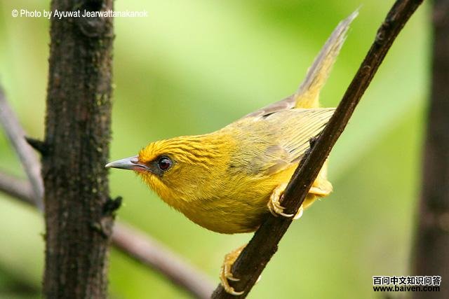 ��ͷ���̵�ͼƬ