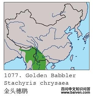 ��ͷ����