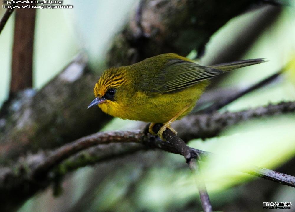 ��ͷ����