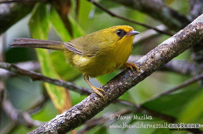 ��ͷ����