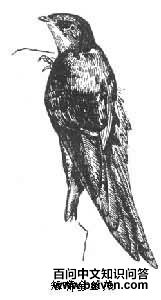 ��˿����