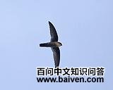 ��ɫ��˿��