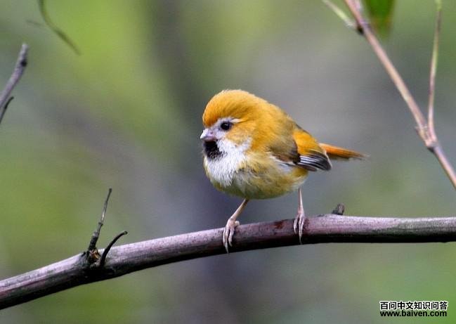 ��ɫѻȸ��ͼƬ