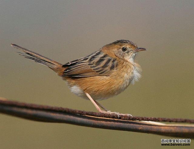 ��ͷ��βݺ��ͼƬ