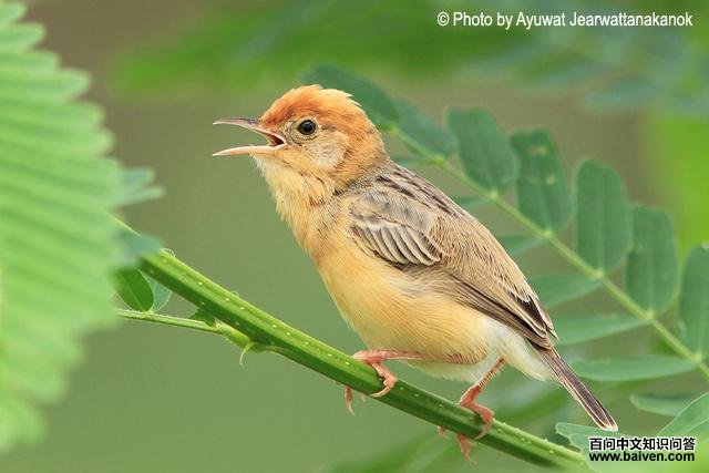 ��ͷ��βݺ�����񣬷�ֳ��