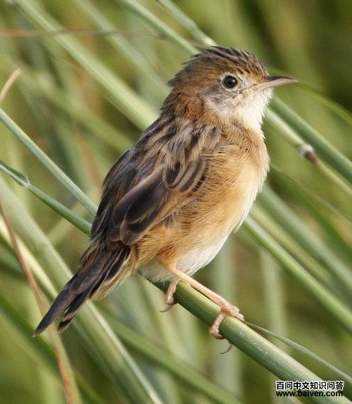 ��ͷ��βݺ���ǳ���