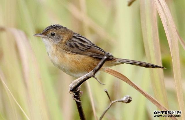 ��ͷ��βݺ�Ƿ�ֳ��ü���뾱����ɫһ��