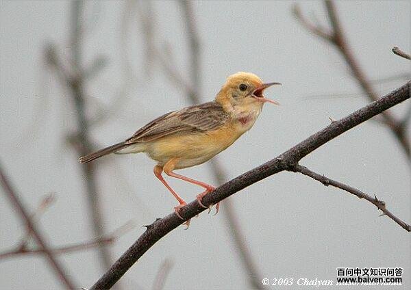 ��ͷ��βݺequicaudata���֣����񣬷�ֳ��