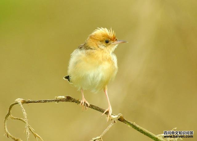 ��ͷ��βݺ�����񣬷�ֳ��