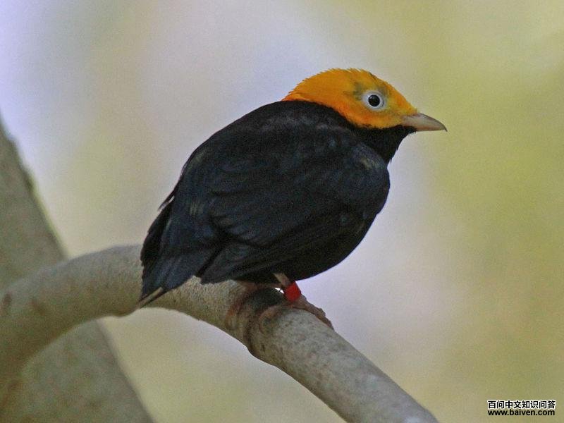 ��ͷ���l��ͼƬ