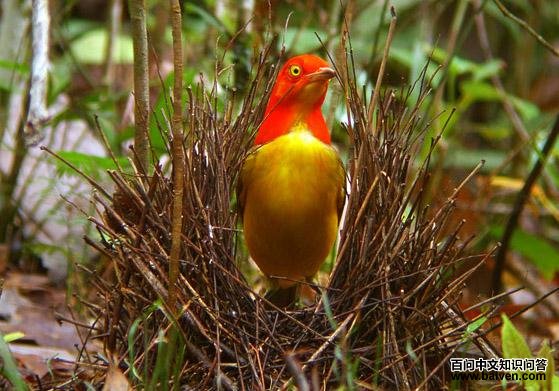 ��ͤ���ͼƬ