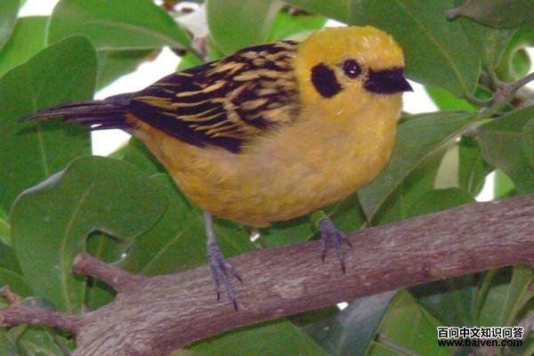 金唐加拉雀 金唐加拉雀的图片