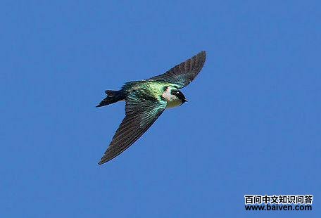 ��ɫ�����ͼƬ