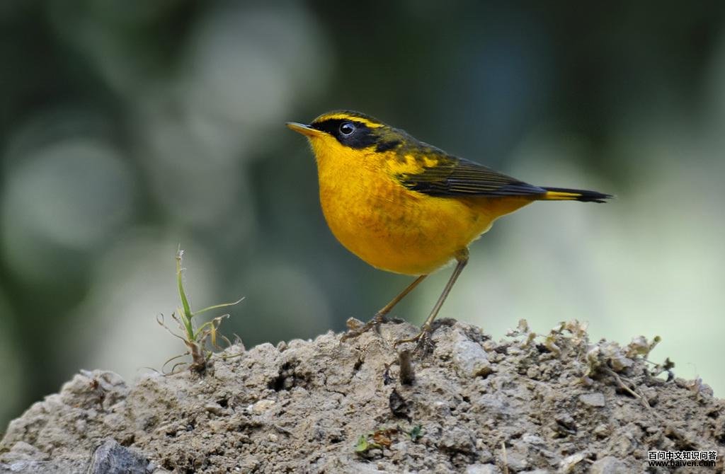 ��ɫ����ͼƬ