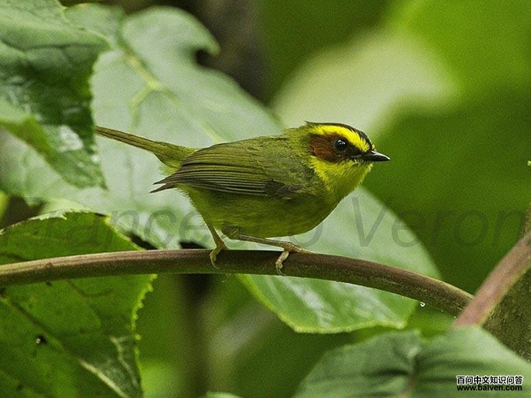 ��ü��ɭݺ��ͼƬ