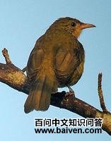 金绿鹎 金绿鹎的图片