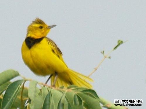 金鹨 金鹨的图片